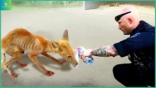 Animals That Asked People for Help & Kindness Caught On Camera !#109