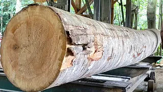 Mudah dan Empuk,kuat kayu Albasia proses penggergajian kayu pembuatan balok rumah minimalis sultan