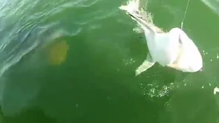 Pez gigante se come un tiburón de una sola mordida | Grouper eats 4ft shark in one bite