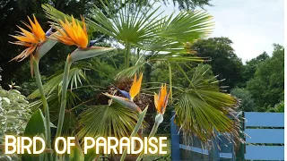 How to Propagate Bird of Paradise Plants  ( How to get Bird of Paradise Plants to Flower )