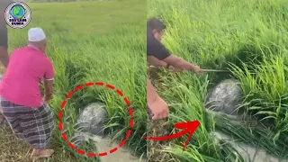 Fenomena Aneh Di Sawah Gemparkan Warga!Awalnya Dikira Batu,Tapi Malah Bergerak!| Fenomena² Alam