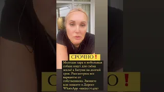 Срочно🔥❗️ищем квартиру в Батуми на долгий срок #квартиравбатуми #арендабатуми