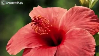 Как распускаются цветы - видео поздравление с 8 марта
