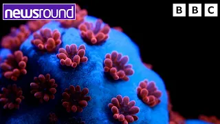 Our Changing Planet: How scientists are helping coral | Newsround