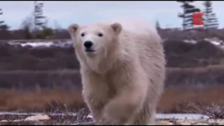 Город полярных медведей. 5-я серия - "Медвежья терапия"