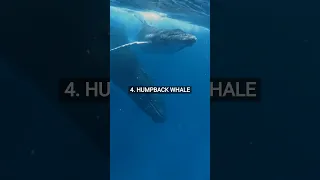 Top 5 Biggest Sea Animals 🌊🐋