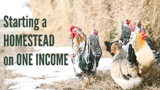 Starting a HOMESTEAD on ONE Small Income