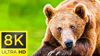 8K Animals - THE BEST ANIMALS 8K ULTRA HD / 60FPS HDR