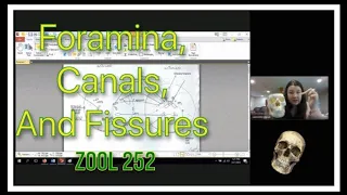 Zoology Lab 252 Foramina, Canals, and Fissures