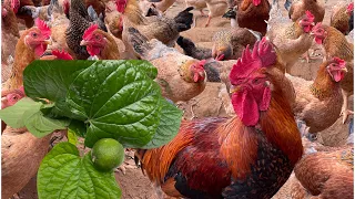 How to raise chickens in the rainy season - daily work on the farm