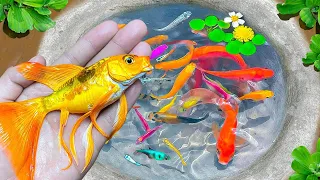 Amazing Catch Tiny Ornamental Catfish, Lionhead Goldfish, Koi, Angelfish     Best of Fishing videos