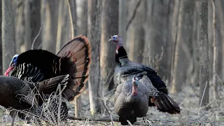 2023 Iowa Turkey Hunting Double