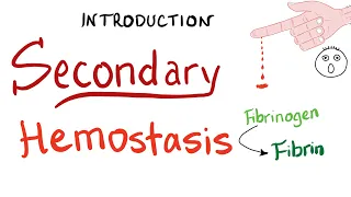 Secondary Hemostasis | How Your Blood Clots