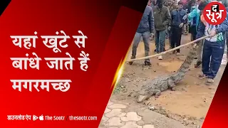 यहां जानलेवा मगरमच्छों से खेलते हैं लोग I PLAYING WITH CROCODILE I SHIVPURI I VIRAL STORY I