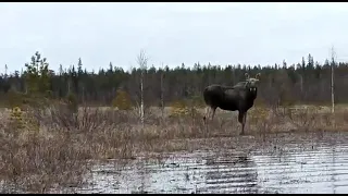 Лось в Карелии