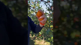 Мы в Абхазии! Заехали на сбор мандаринов 🍊