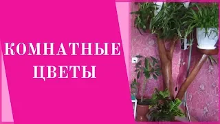 Комнатные ЦВЕТЫ в Нашем Доме.