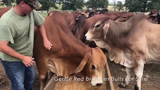 Gentle American Red Brahman Bulls for Sale