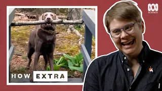 Why Are Dogs The Perfect Companion For Humans? | REACTION | How Extra: Love Edition | ABC Science