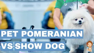 Pomeranian Showdown: What are the Differences Between Pets and Show Dogs?