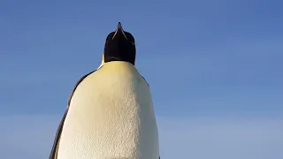 His Majesty the Emperor Penguin