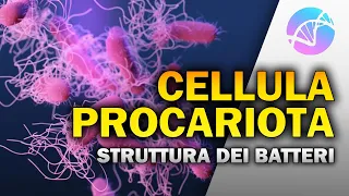 La Cellula Procariota - Struttura e funzioni dei Batteri 🦠