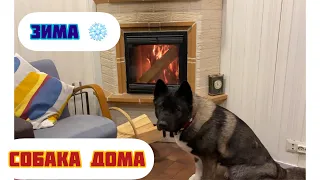 Содержание собаки дома зимой. Как Акита живет в отопительный период в доме.