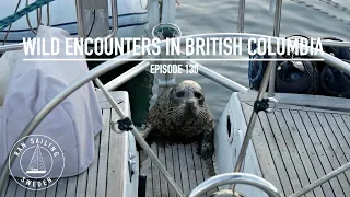 Wild Encounters In British Columbia - Ep. 130 RAN Sailing