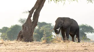 Viewing an Elephant Bull on Foot | Mana Pools | Zimbabwe