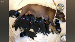 Mother dog, puppies rescued from Idaho culvert