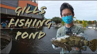 Gills Fishing Pond | Pond Fishing Singapore | Barramundi and Grouper