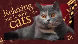 Relaxing Music with British Shorthair Cats vol. 4 | 2 Hours of Lo-Fi Chill Vibes