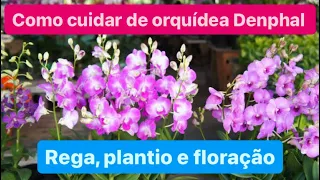 COMO CULTIVAR ORQUÍDEAS DENPHAL - DICAS PARA FLORAÇÃO!!!