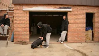 Playing with Rottweiler and Mongrel