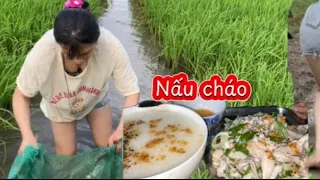 Sáng sớm mưa rào em đi thăm lợp đa năng thu hoạch bộn ếch đồng về nấu cháo ếch #thanhgiangvlog