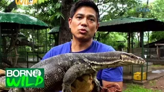 Born to be Wild: Rescuing an obese ‘Bayawak’