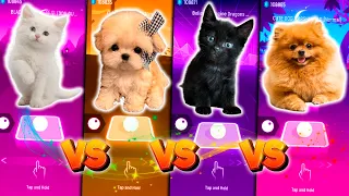 CUTE CAT BLACKPINK DDU DU DU & CUTE DOG NEW RULES DUA LIPA & CUTE CAT BELIEVER & CUTE DOG MARSHMELLO