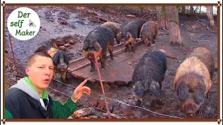 Schweinehaltung für Selbstversorger/ Schweinehaltung im Freiland was man beachten muss