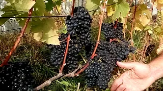 Отличный универсальный сорт винограда Антей магарачский.