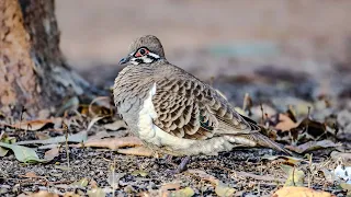 Pigeons and Doves of Australia. A Documentary