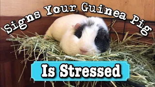 Signs Your Guinea Pig Is Stressed!