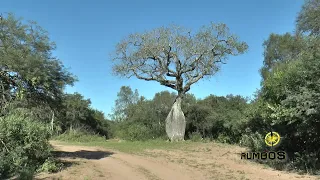 PARQUE NAC EL IMPENETRABLE   CHACO   RUMBOS PARA VER   CITAR SRL