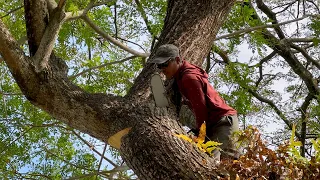 Dangerous tree logging!! These 3 trees must be trimmed before being knocked down.