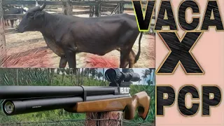 ABATENDO (MATANDO) UMA NOVILHA (VACA) COM CARABINA DE PRESSÃO PCP KENIA 5.5!!!