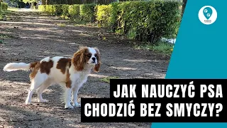 Jak nauczyć psa chodzić bez smyczy?