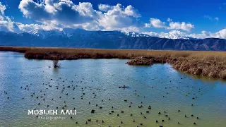 آهنگ هفت حوض سینا بطحایی (دریاچه زریبار)#موزیک_خاص #کردستان #مریوان #دریاچه #پرندگان #منظره