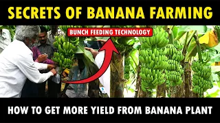 How to get More Yield from Banana tree | Banana Farming Guide | Banana Cultivation Technology