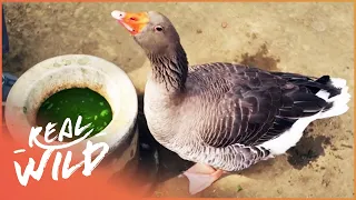 Man And Goose Bond For Life | Animal Odd Couples | Real Wild  Shorts