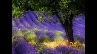 Joshua Bell Ladies in Lavender