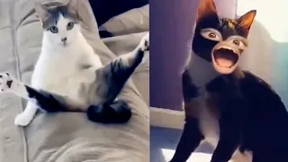 BEST DANK CAT MEMES COMPILATION OF 2020 Part 19 (From TikTok)